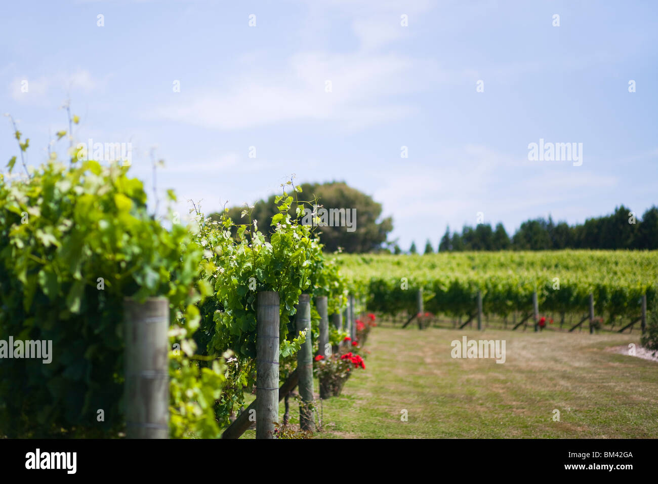 Kumeu auckland hires stock photography and images Alamy