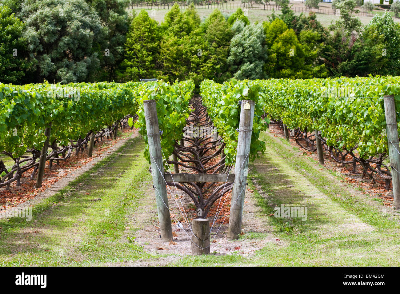 Vineyard in the Kumeu wine region west of Auckland. Kumeu, Auckland