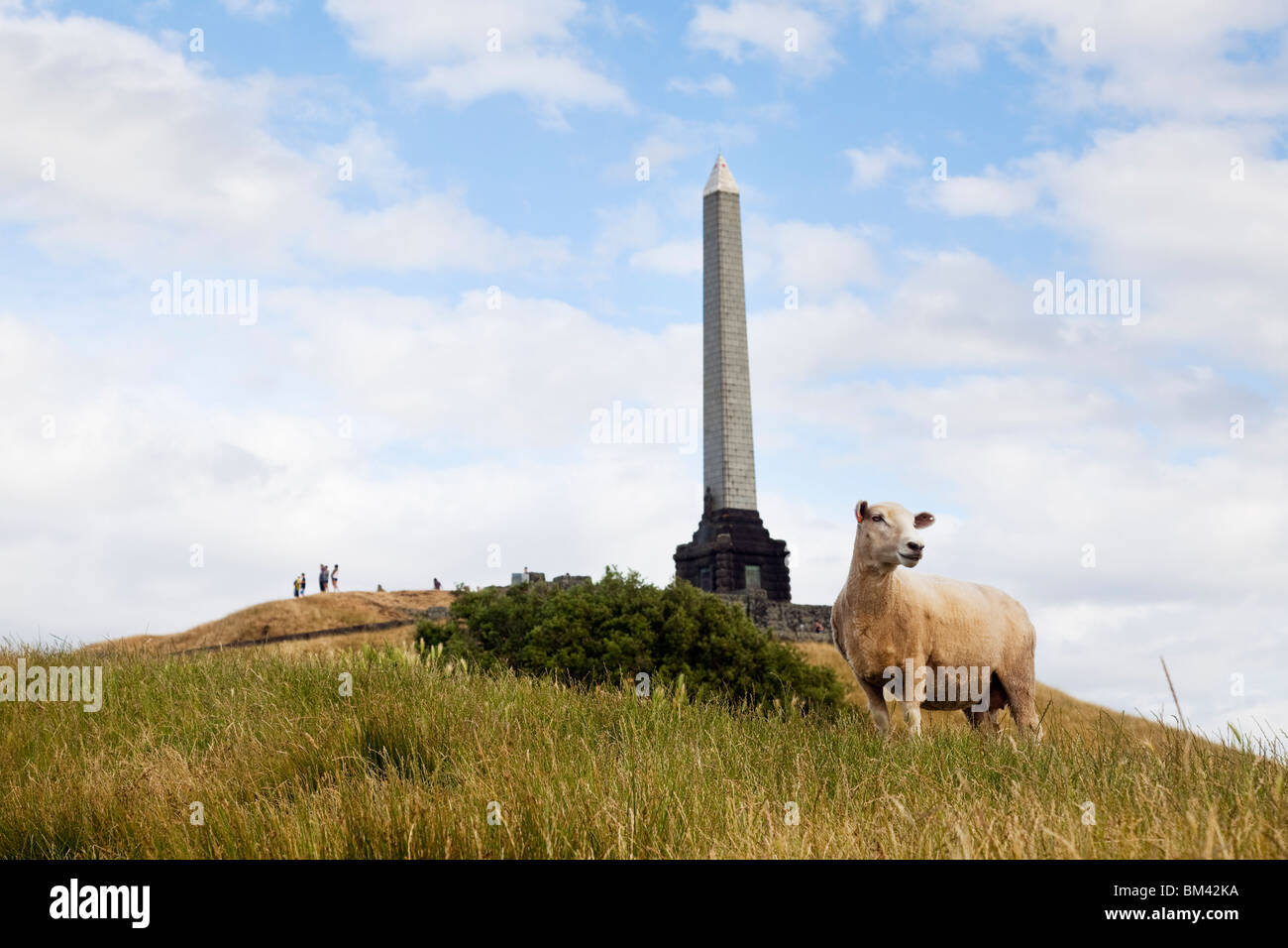 Sheep grazing with One Tree Hill Domain (Maungakiekie) in the background. Auckland, North Island, New Zealand Stock Photo
