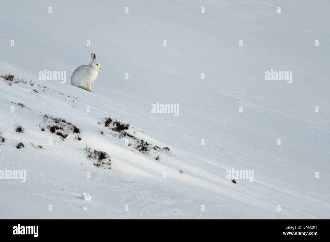 Mountain Hare (Lepus timidus) in winter pelage (coat) resting on a snowy slope, Cairngorms, Scotland. Stock Photo