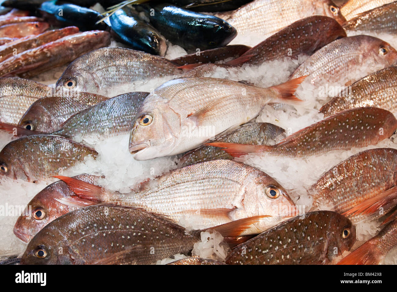 Fresh fish for sale at the Auckland Fish Market. Auckland, North Island