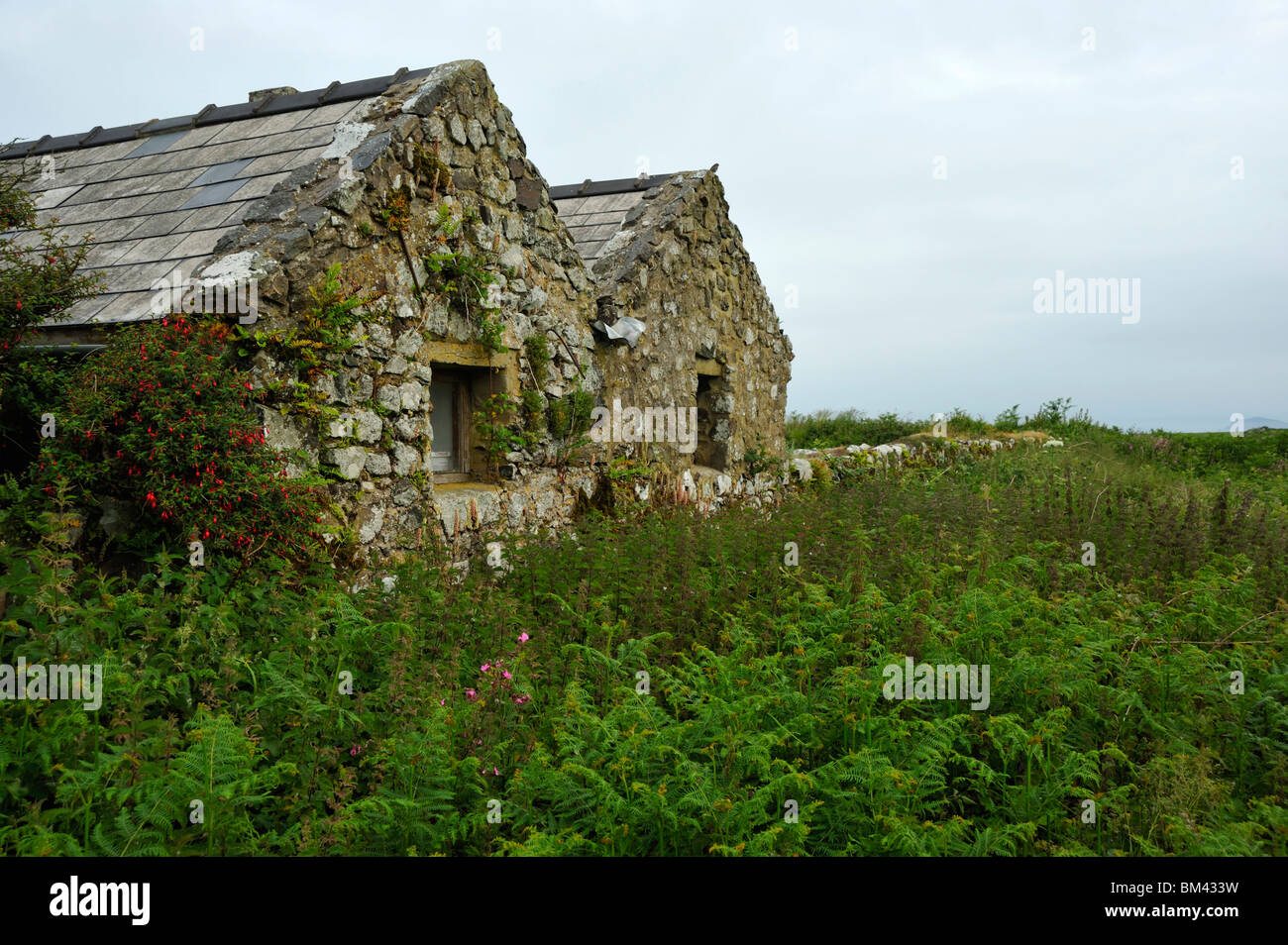 Part of the old farm house covered with lichens and mosses, standing among bracken, Skomer, Wales. Stock Photo
