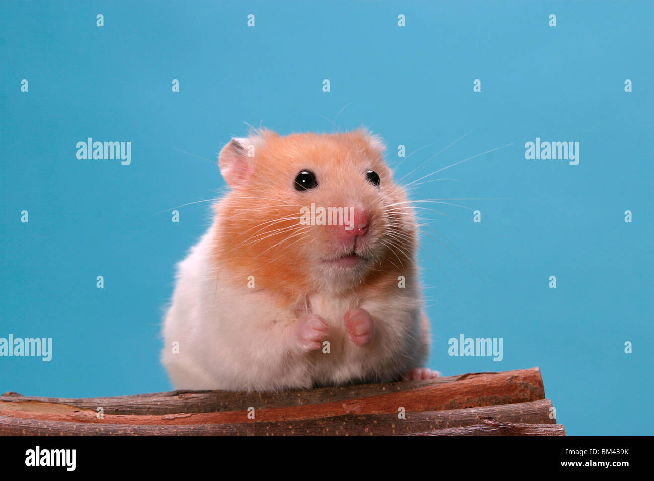 Goldhamster / Hamster Stock Photo