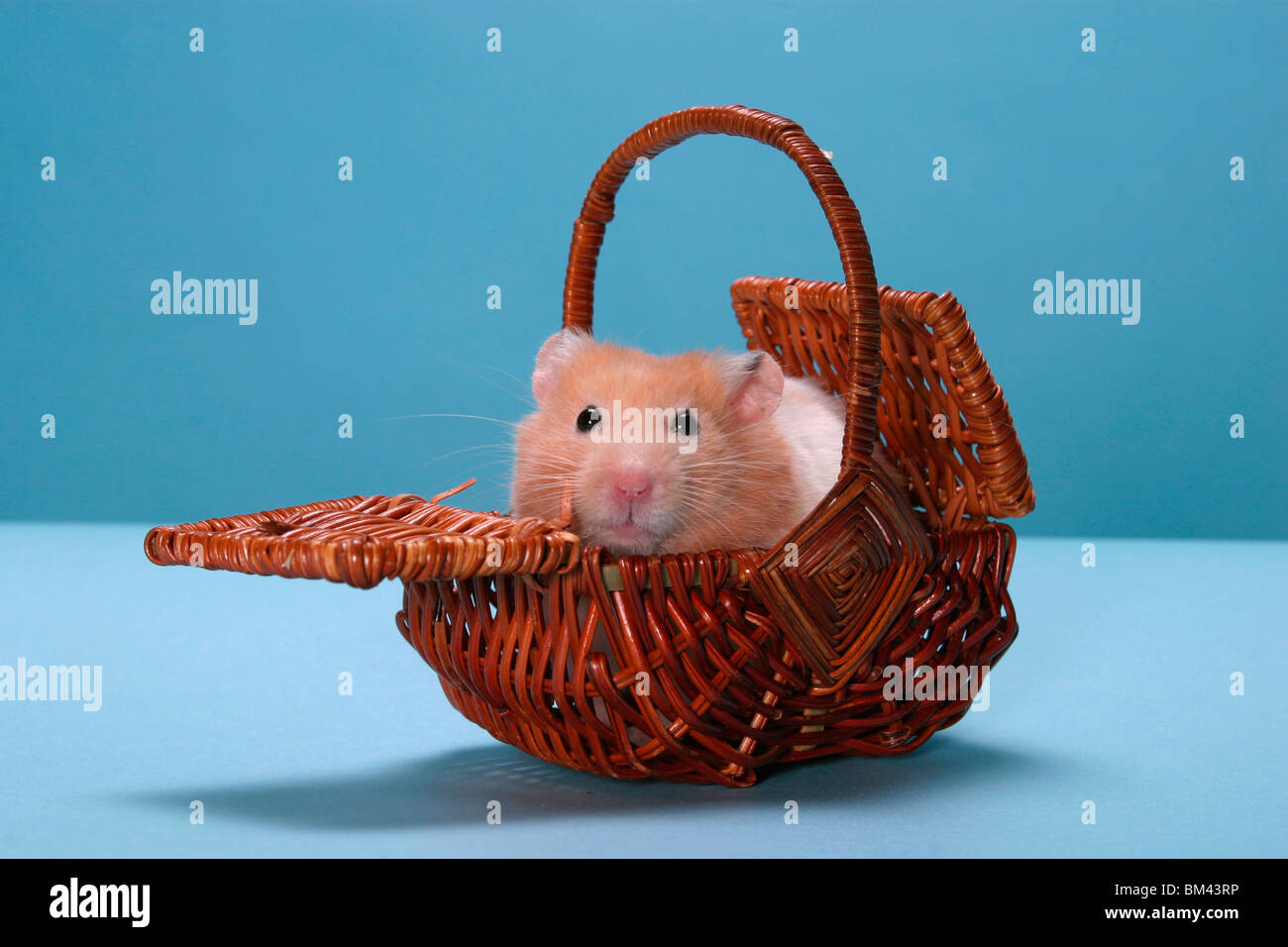 Hamster im Körbchen / Hamster in basket Stock Photo