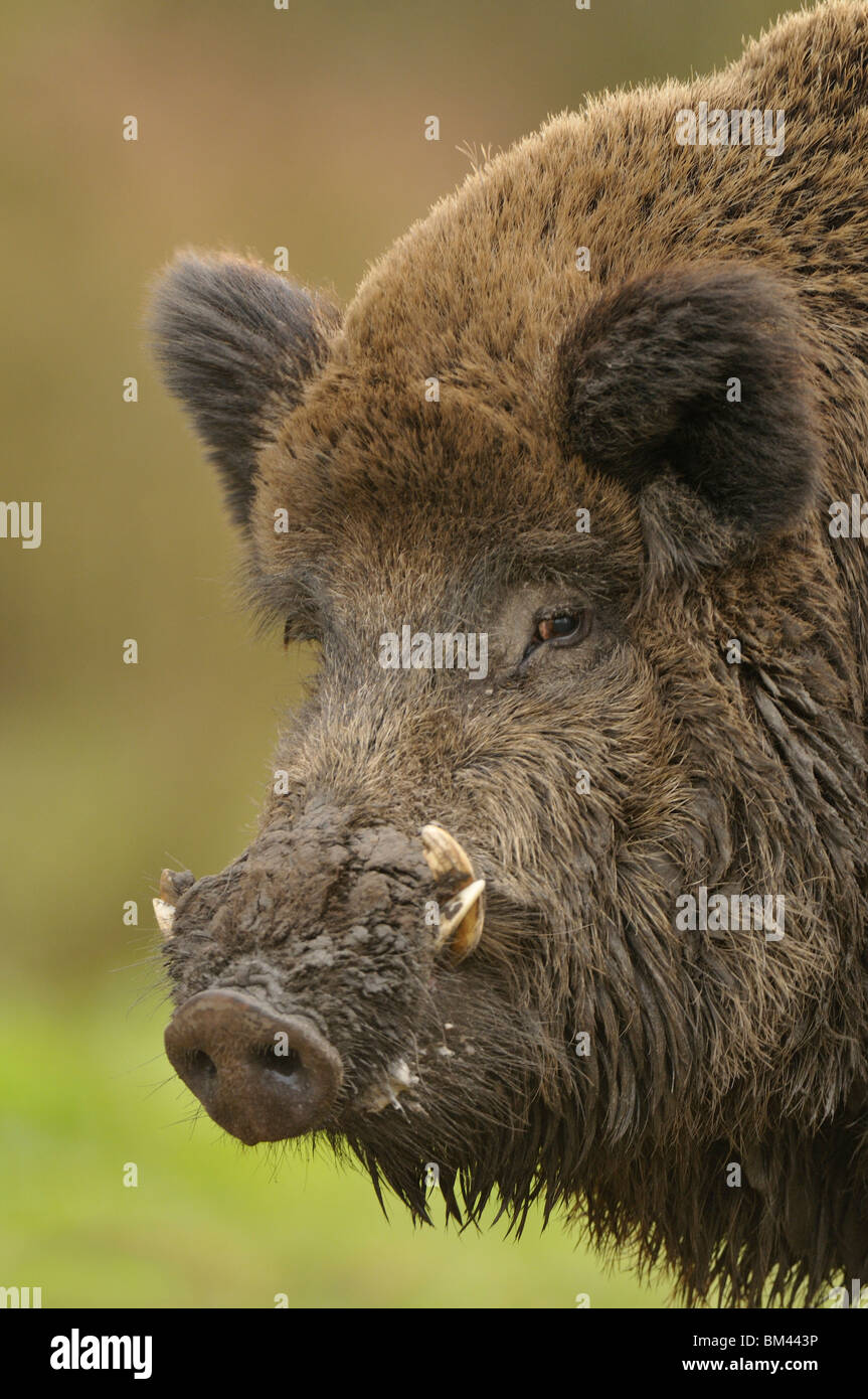 Wild Boar (Sus scrofa). Portrait of large male with mud covered snout, Netherlands. Stock Photo