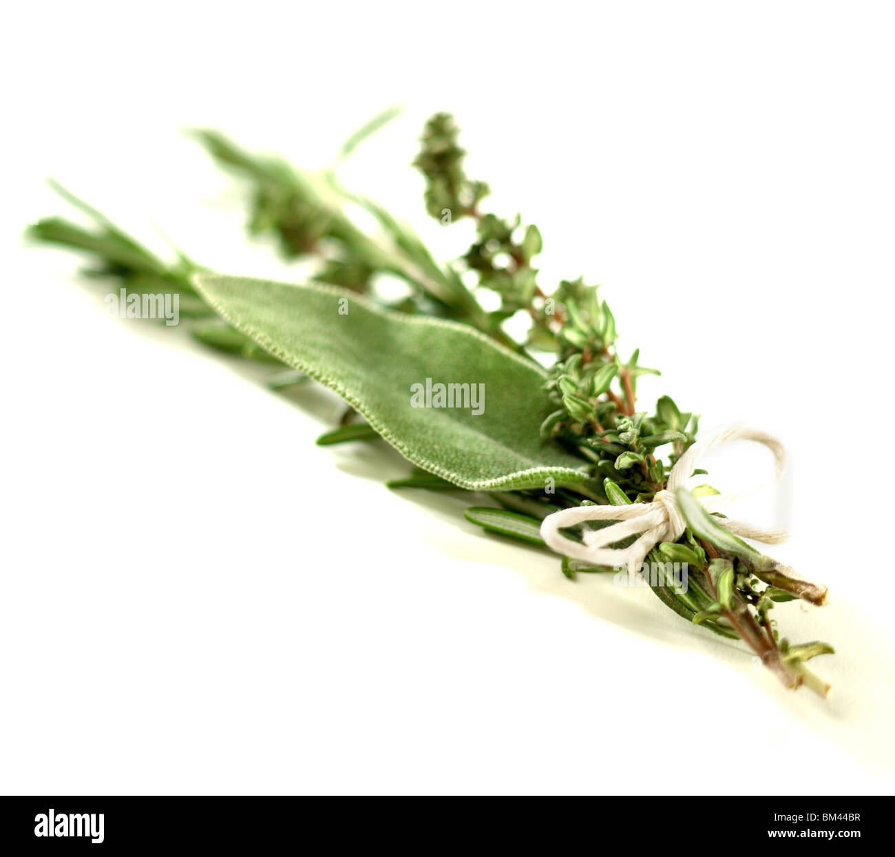 Thyme and sage Stock Photo Alamy
