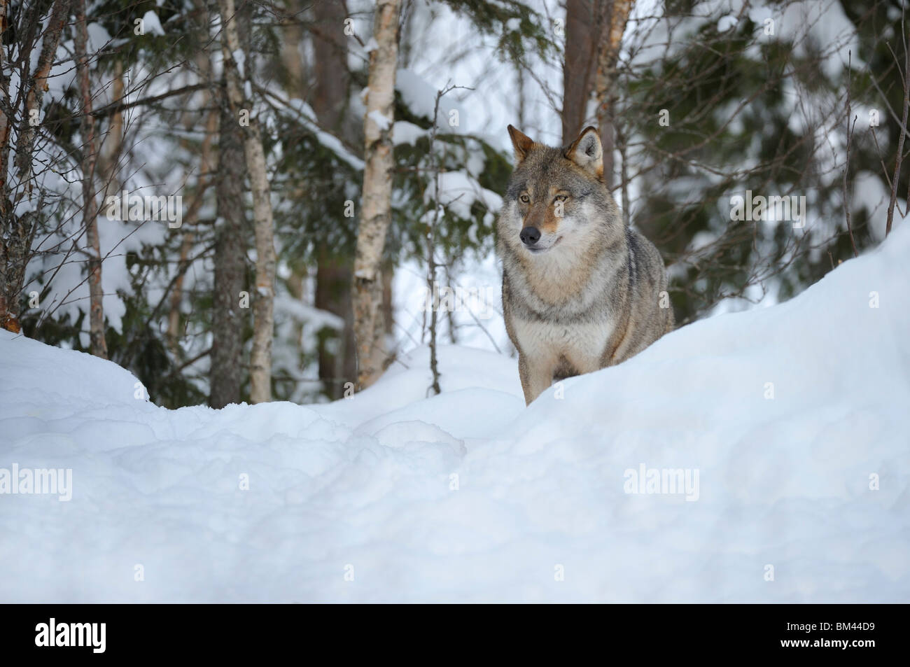 European Grey Wolf (Canis lupus) in snow-laden boreal birch forest. Stock Photo
