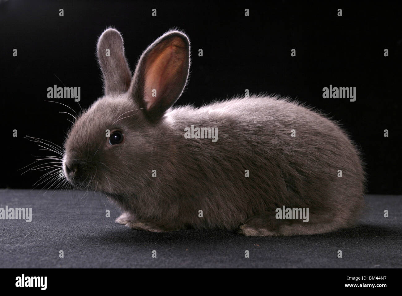 junges Kaninchen / young bunny Stock Photo
