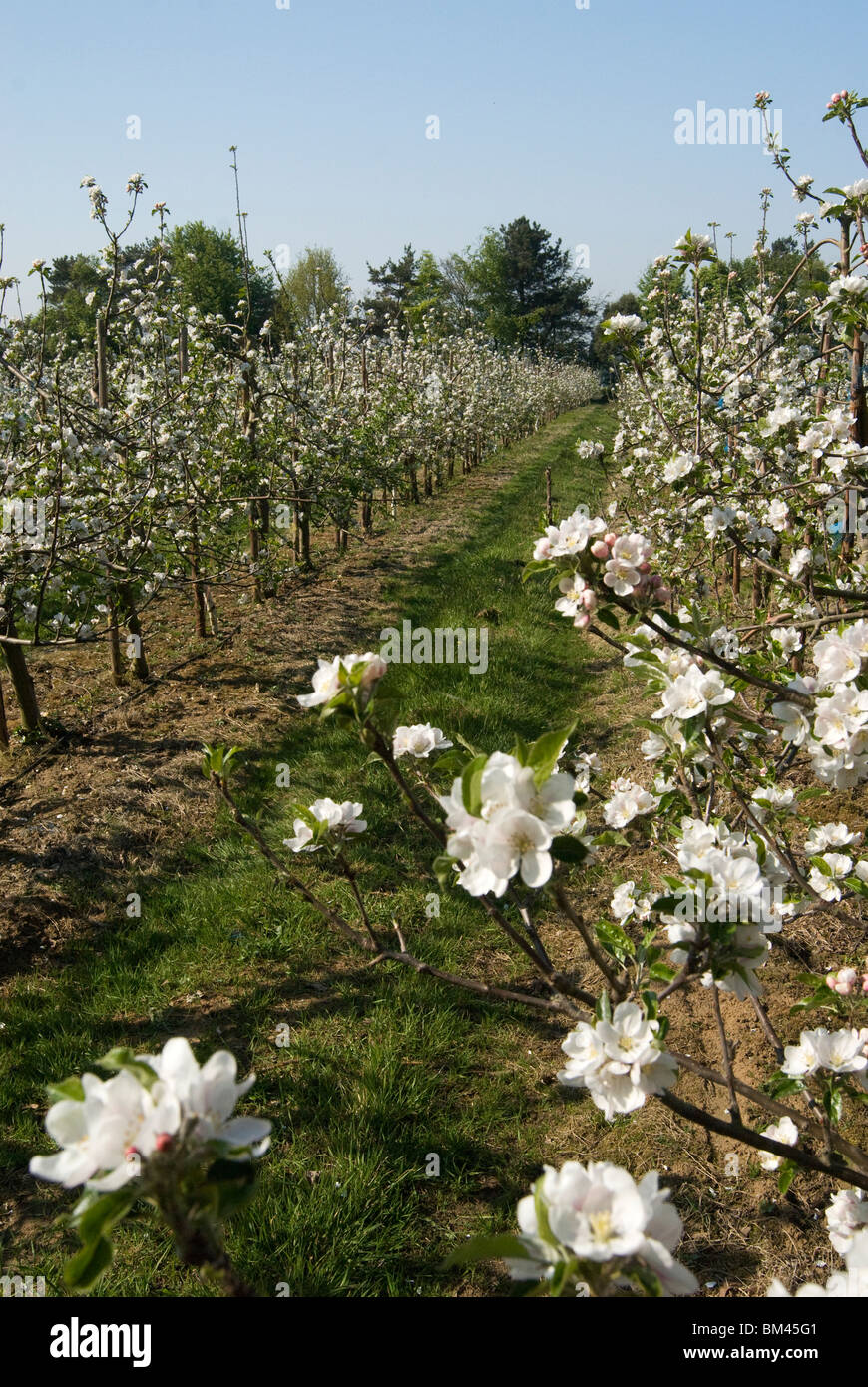 Apple blossom orchard hi-res stock photography and images - Alamy