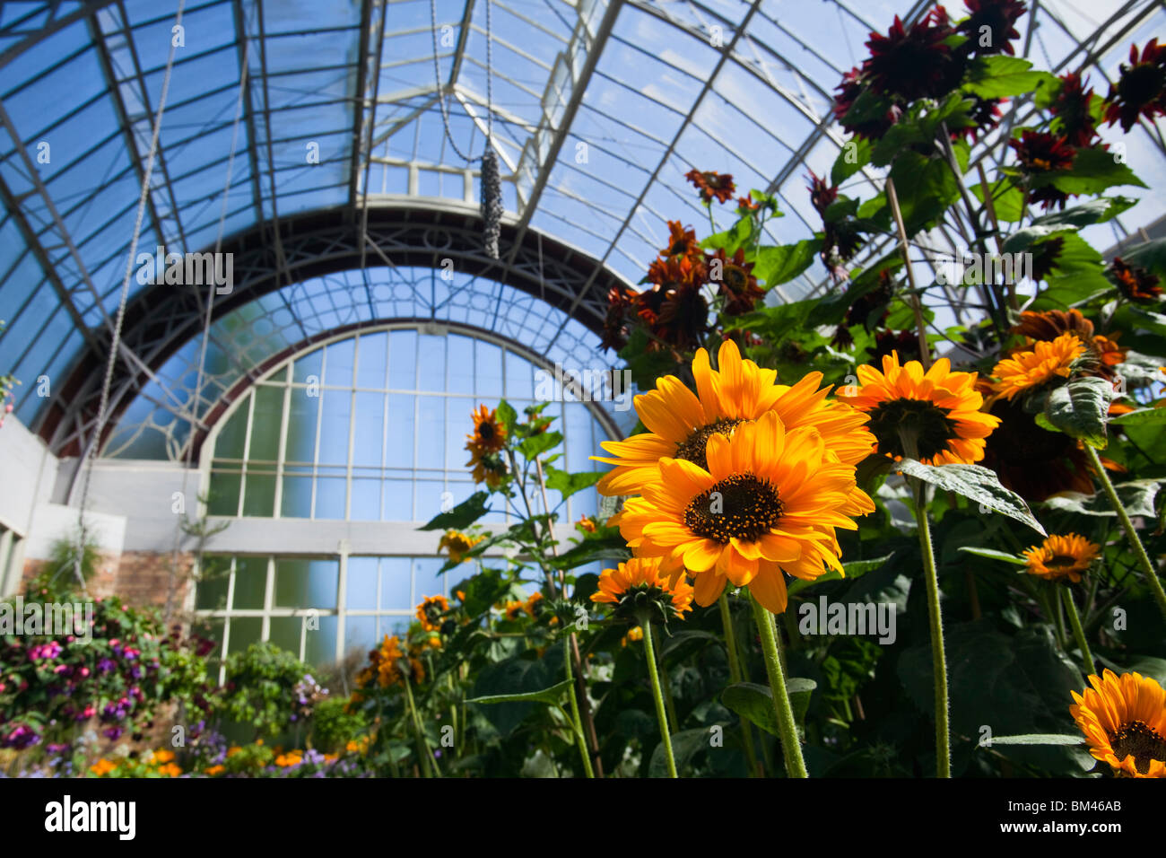 Sunflowers in the Wintergarden glasshouse. The Domain, Auckland, North Island, New Zealand Stock