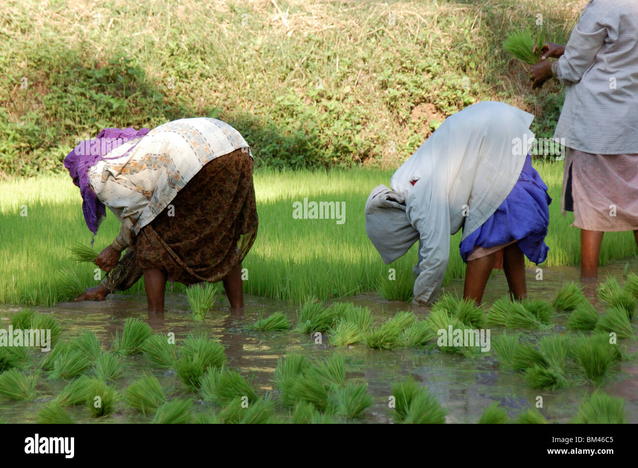 women agriculture workers in paddy fields,kerala,india,asia Stock Photo ...