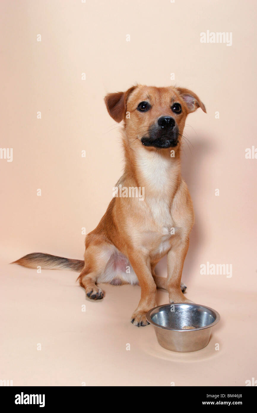 Hund sitzt vor Futternapf / dog sitting in front of dish Stock Photo