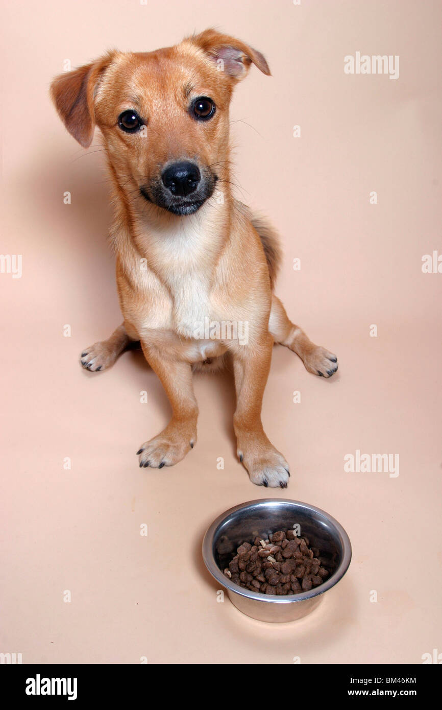 Hund sitzt vor Futternapf / dog sitting in front of dish Stock Photo