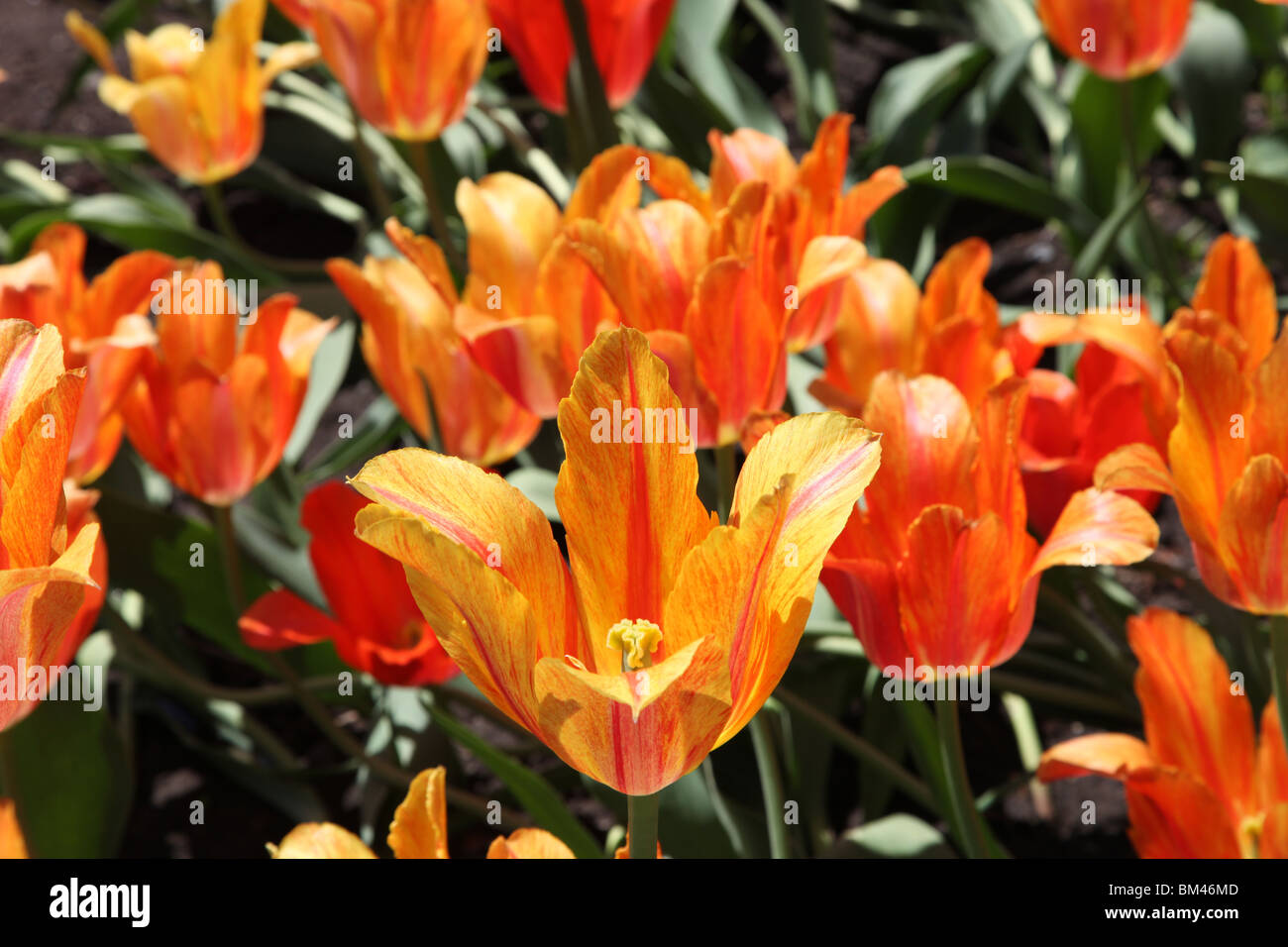 Tulipa El Nino Stock Photo