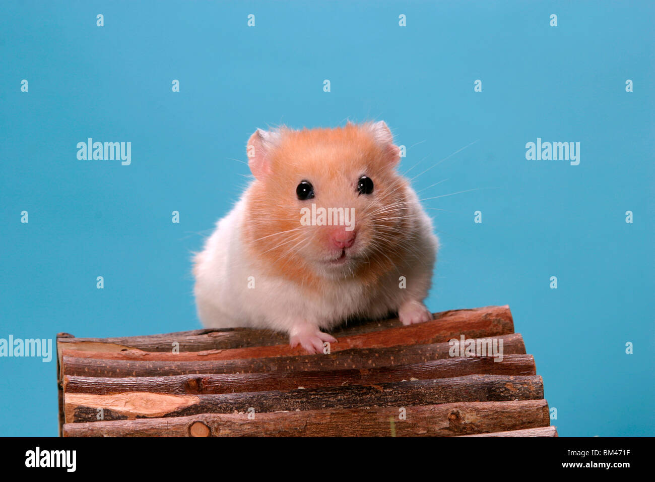 Goldhamster / Hamster Stock Photo