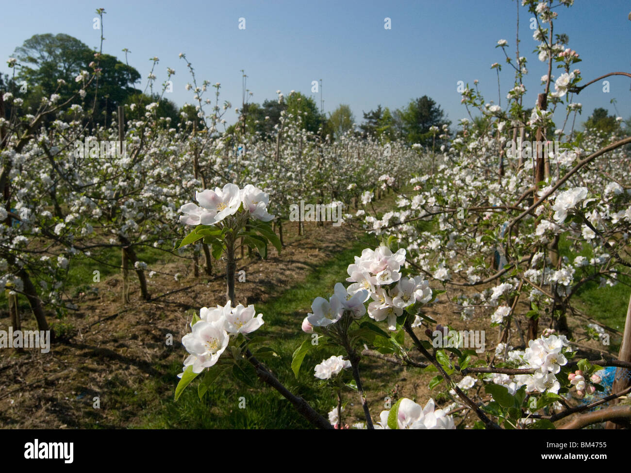 Apple blossom uk orchard hi-res stock photography and images - Alamy