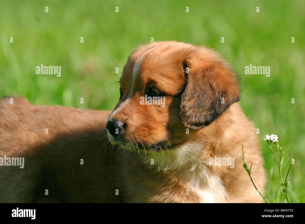 Österreichischer Pinscher Welpe / Puppy Stock Photo Alamy