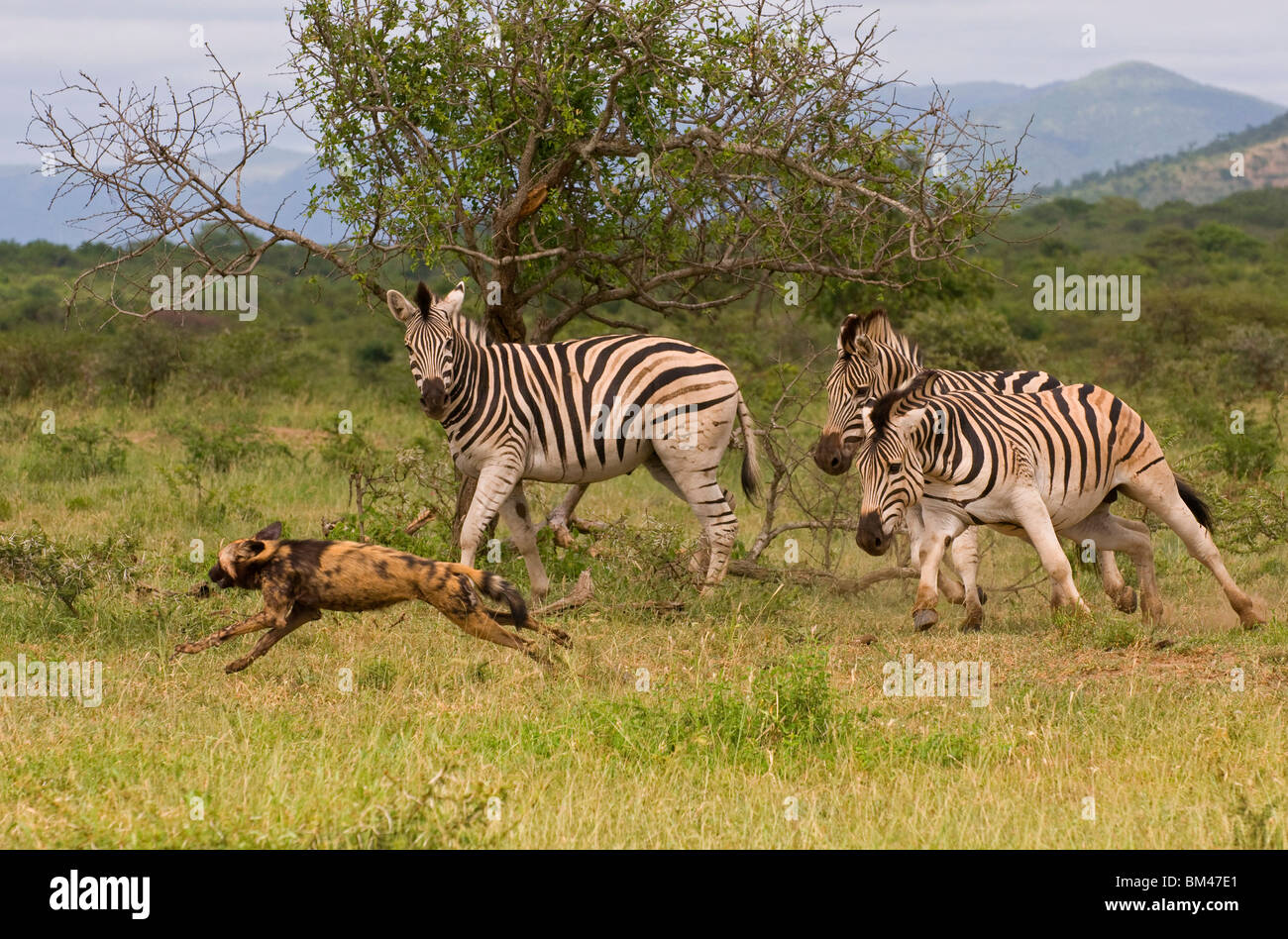 Painted zebra hires stock photography and images Alamy