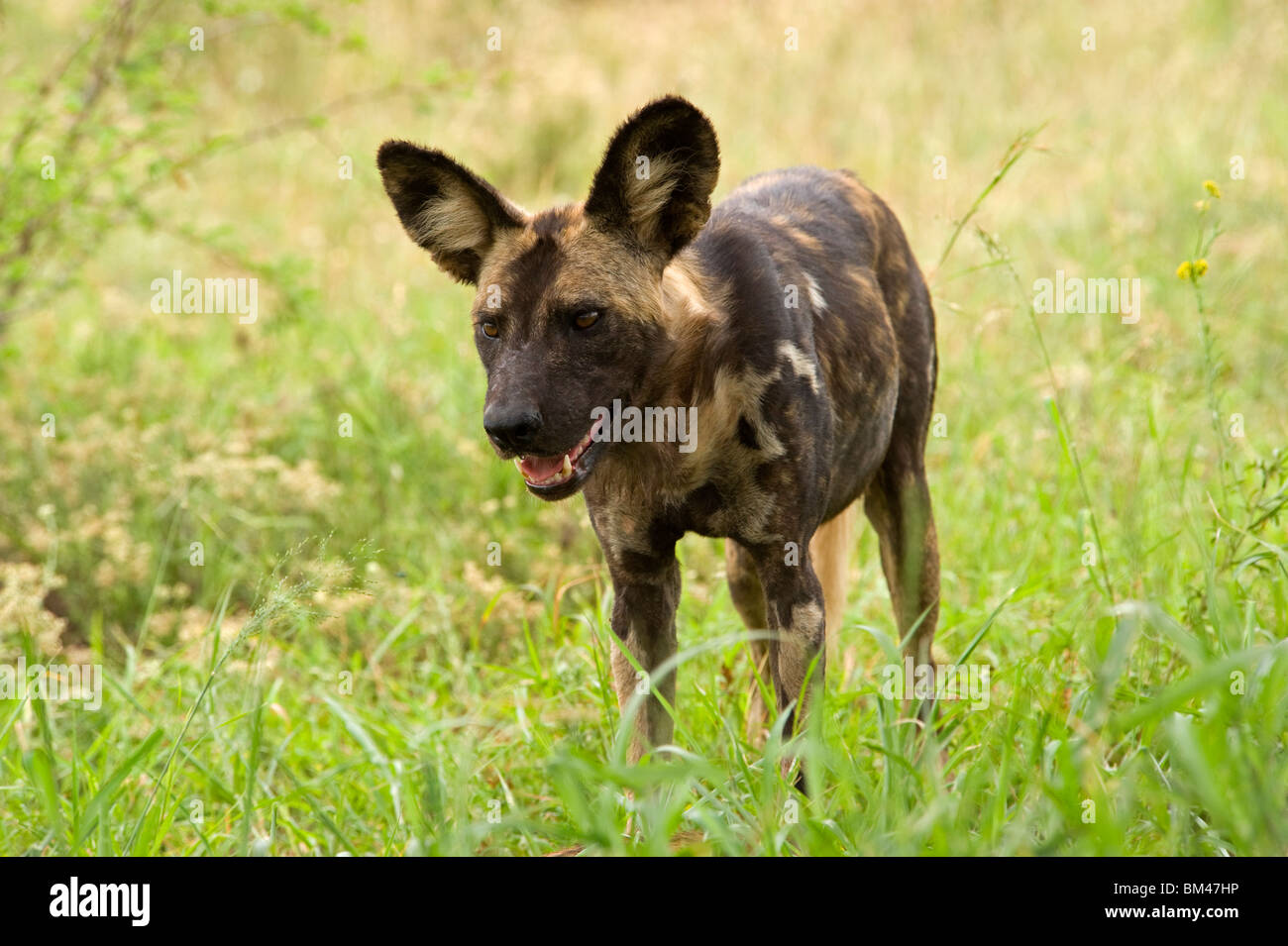 African Wild Dog Stock Photo - Alamy