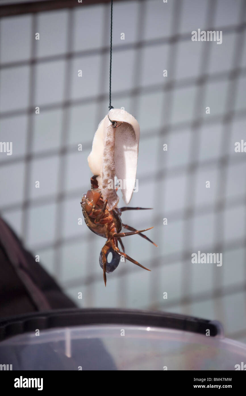 Crab dipping without hooks, Littlehampton Stock Photo