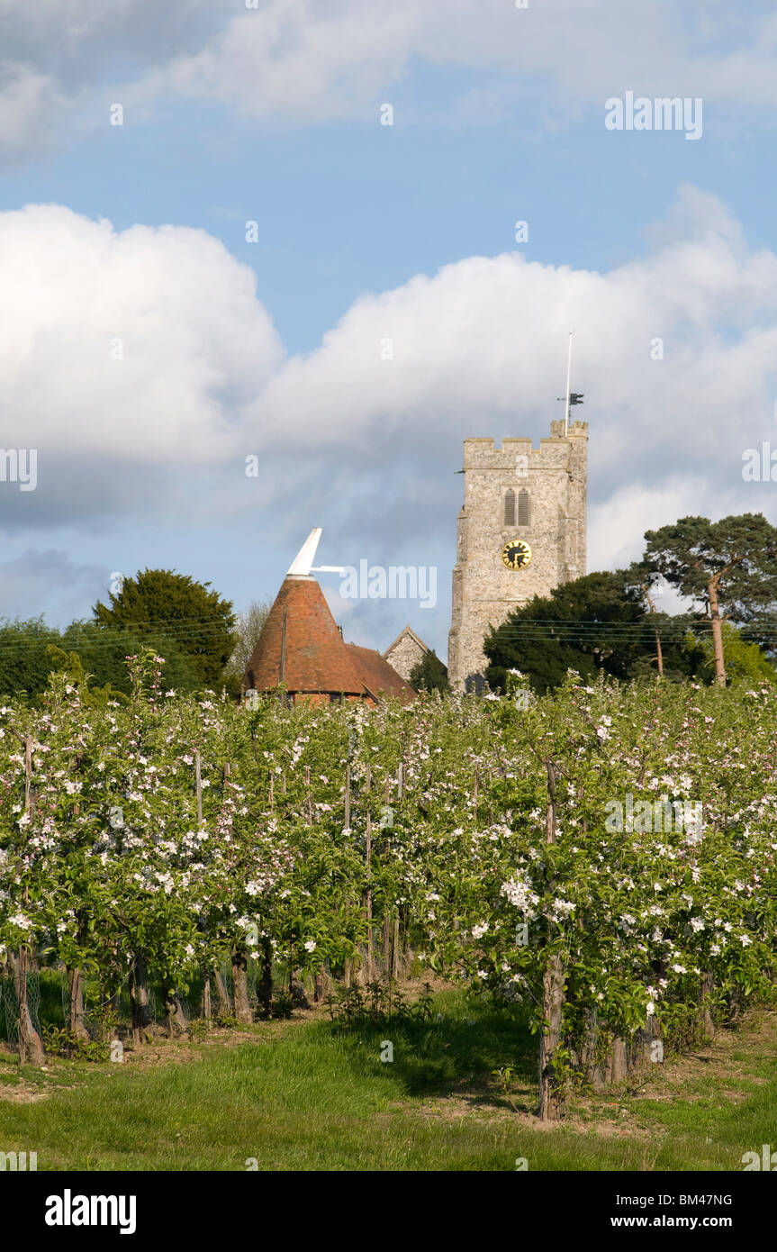apple orchard kent england uk Stock Photo Alamy