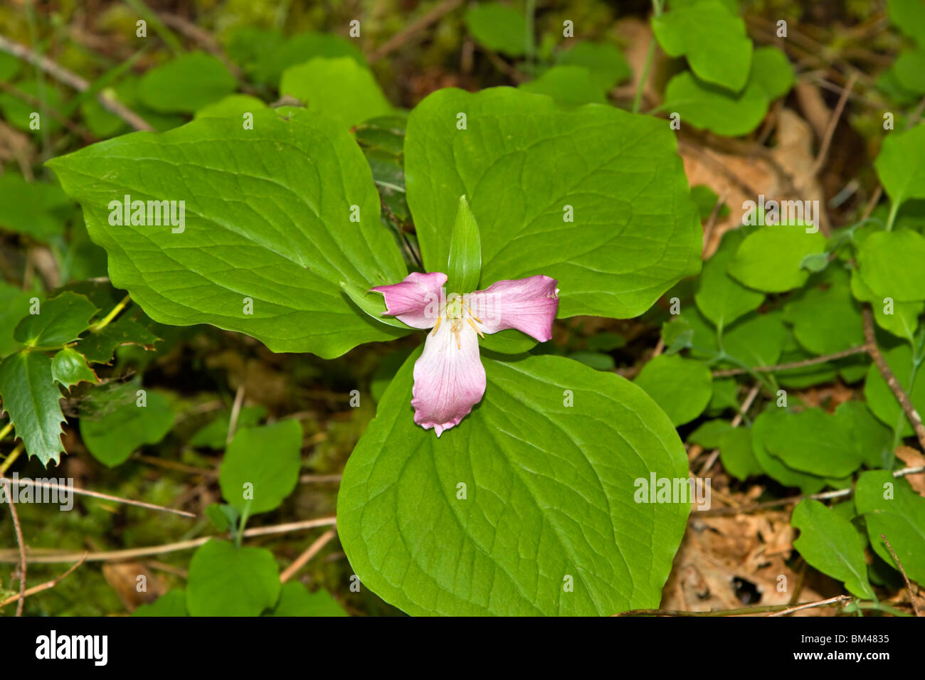 Western Wake Robin Trillium ovatum.Petals turn pink as they age.The wildflower is found in the Pacific Northwest USA and Canada Stock Photo