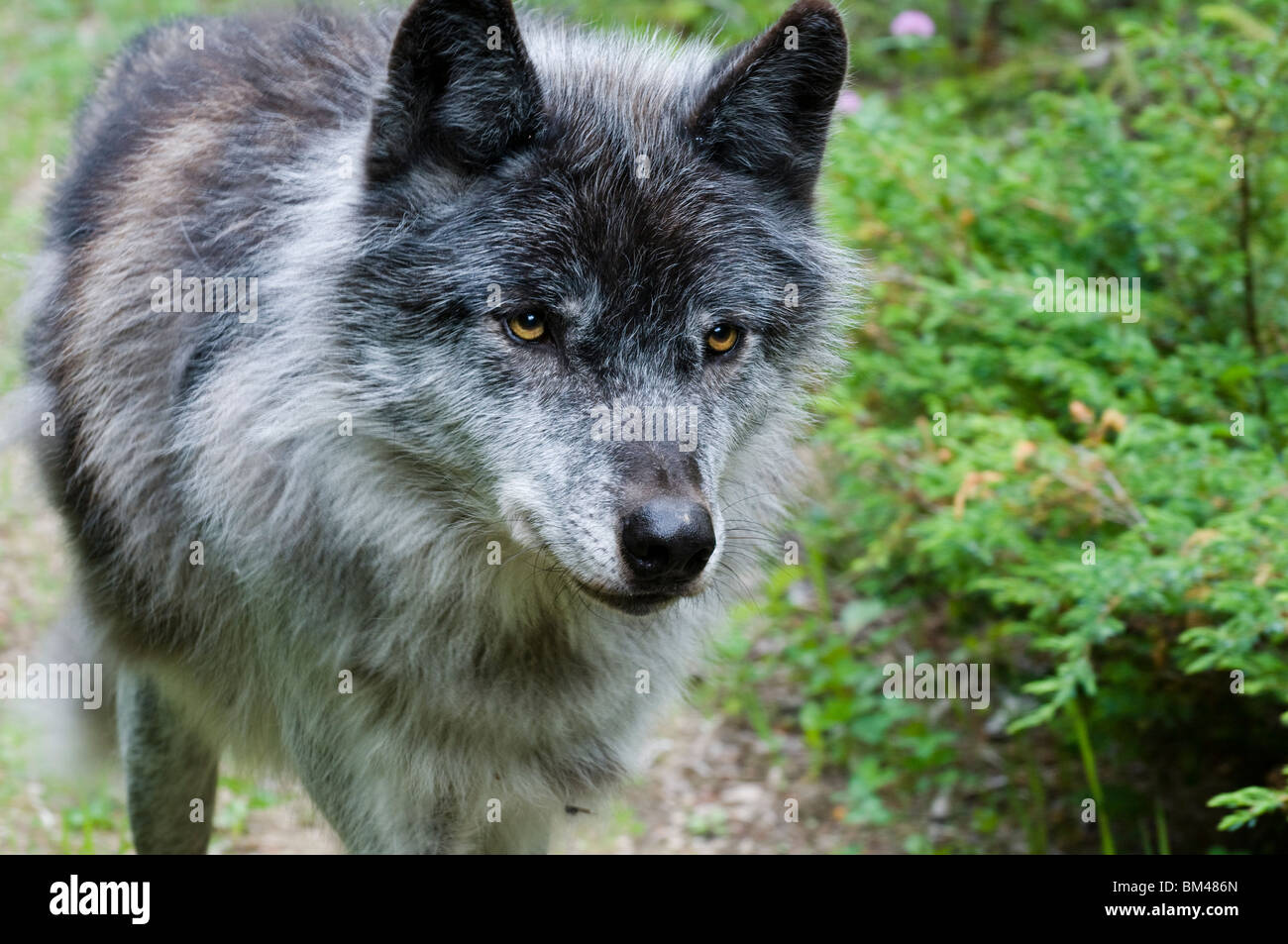 a rare black wolf approaches, curious about whit lies ahead. Stock Photo