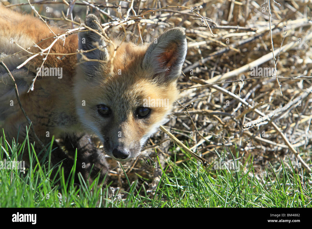 Red Fox young in thicket. Close up of head.  Animal wildlife looking at prey. Hunting small game. Stock Photo
