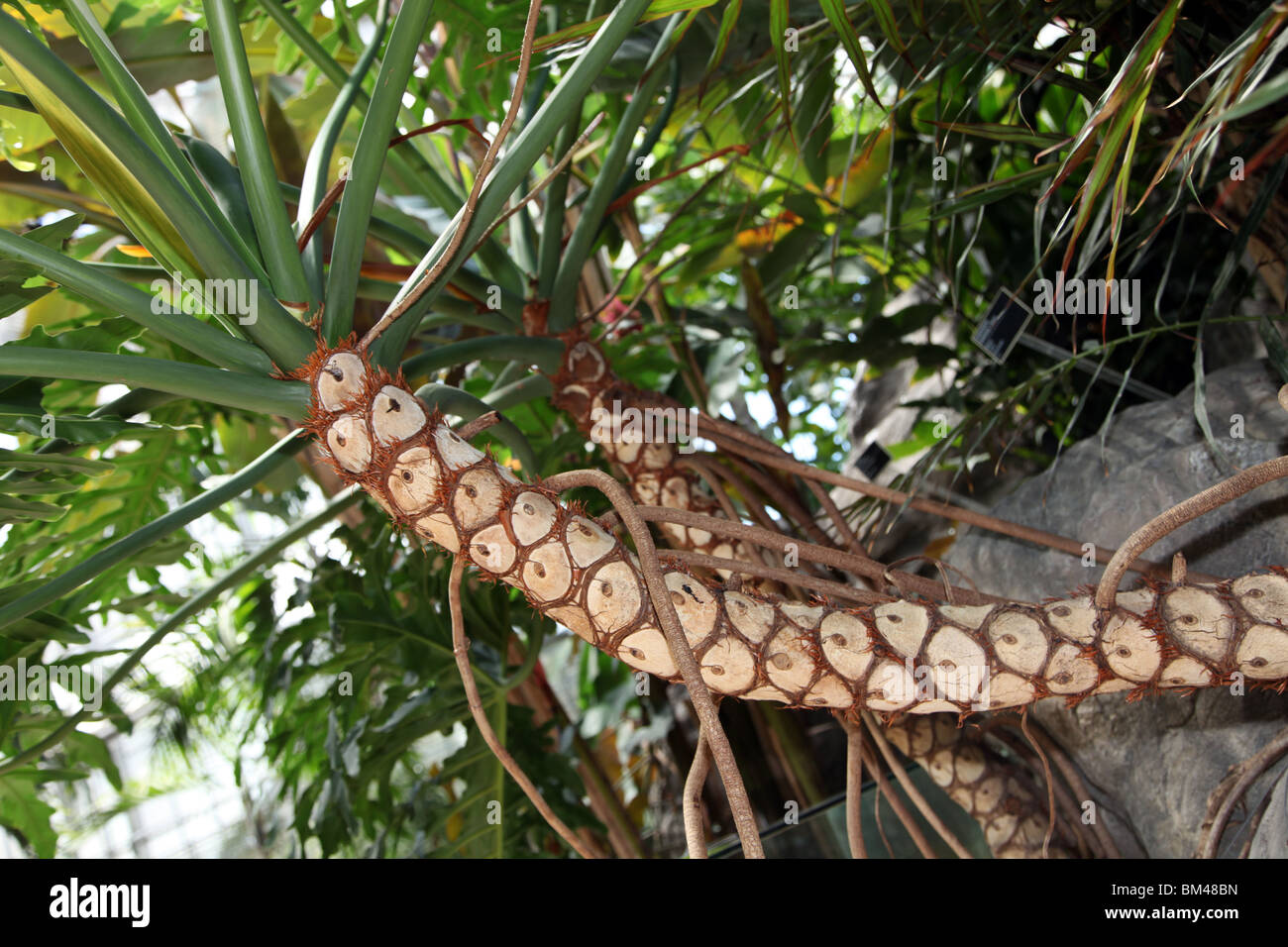 Philodendron pinnatifidum Stock Photo