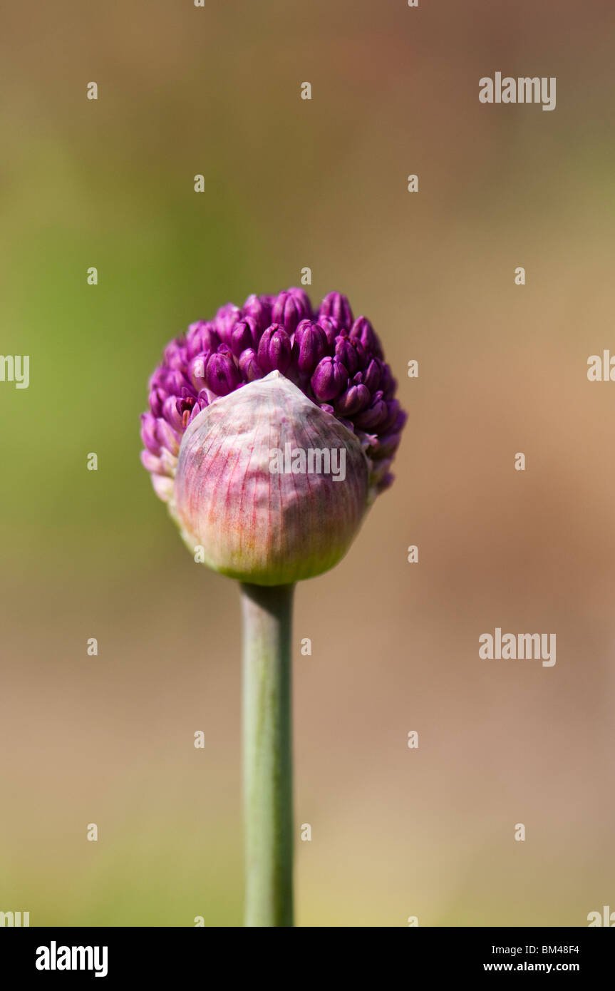 Allium aflatunense purple sensation hires stock photography and images