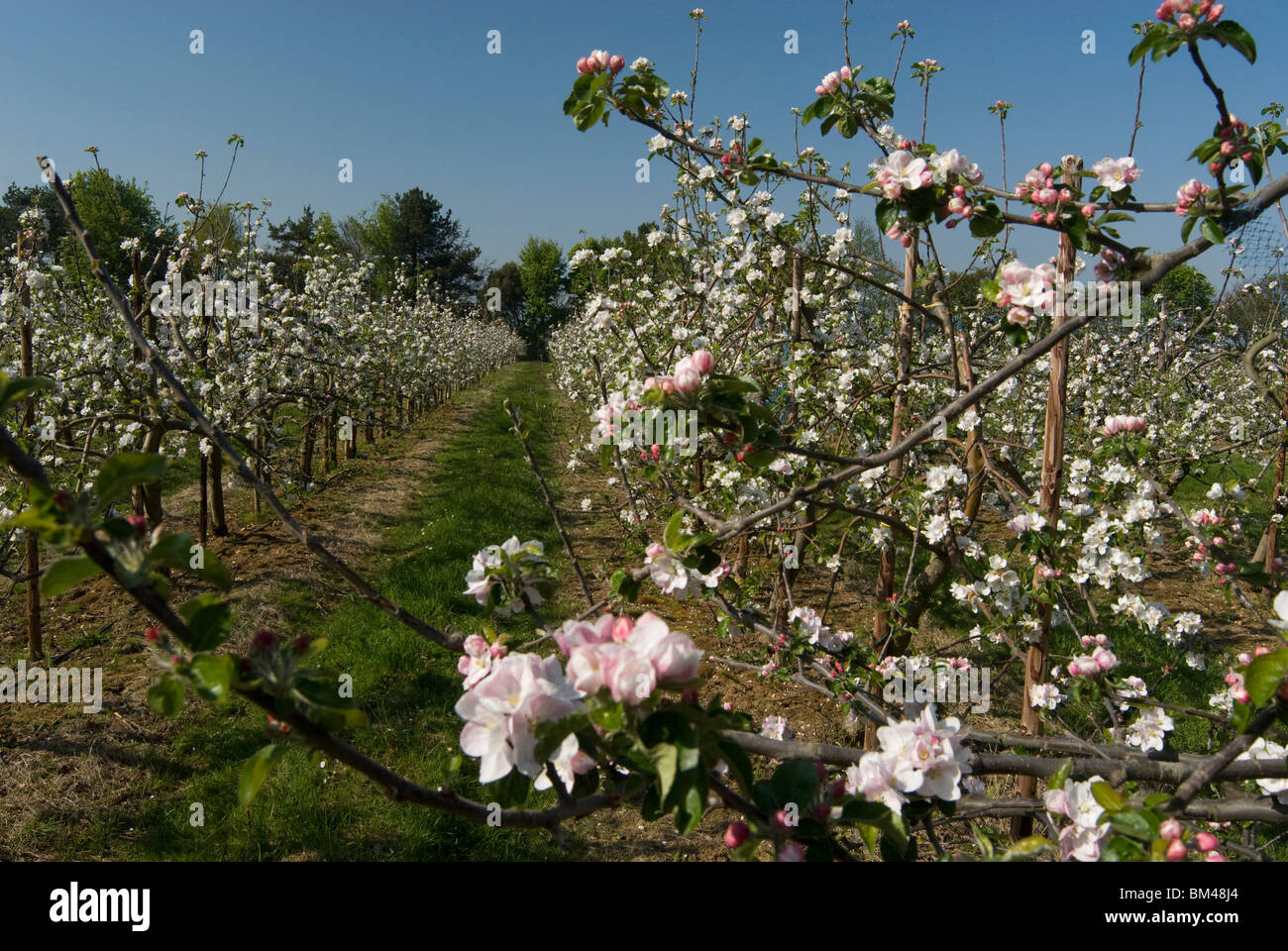 Apple blossom orchard hi-res stock photography and images - Alamy