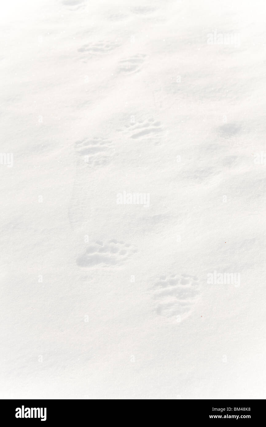 European brown bear ursus footprint hi-res stock photography and images ...