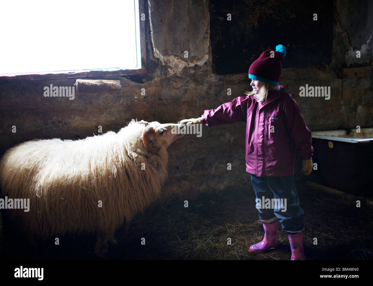 A young girl pets a sheep in Iceland Stock Photo