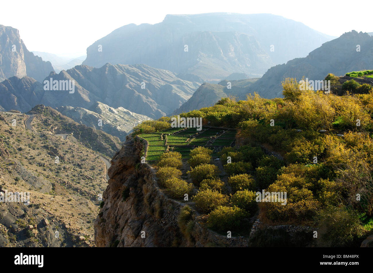 Micro plots of corn and rose bushes in Ash Shirayjah, Saiq Plateau, Jebel al Alkhdar, Sultanate of Oman Stock Photo