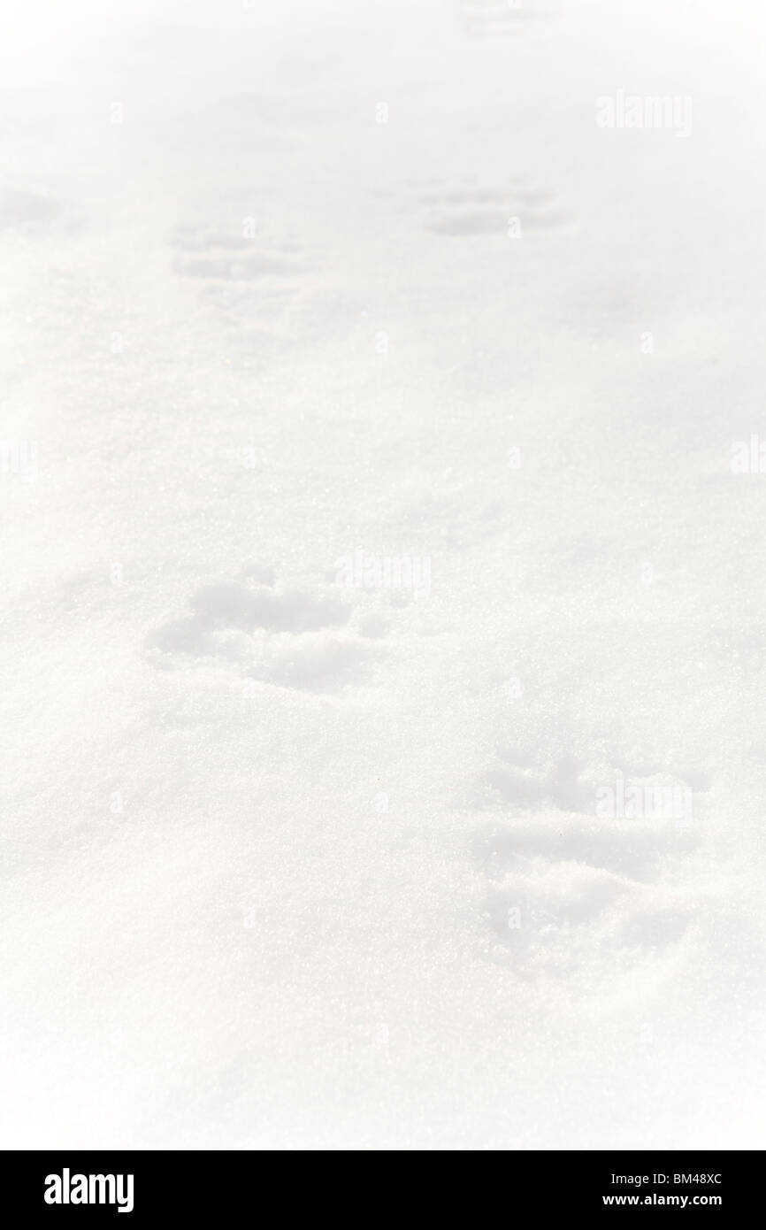 Eurasian Brown Bear tracks in the snow Stock Photo Alamy