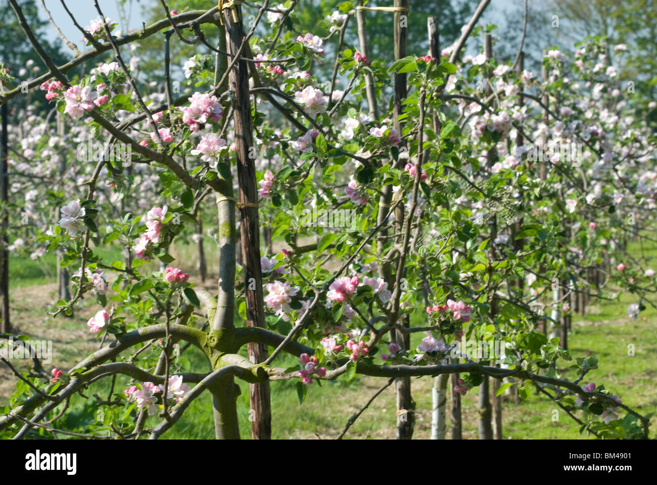Apple blossom orchard hi-res stock photography and images - Alamy