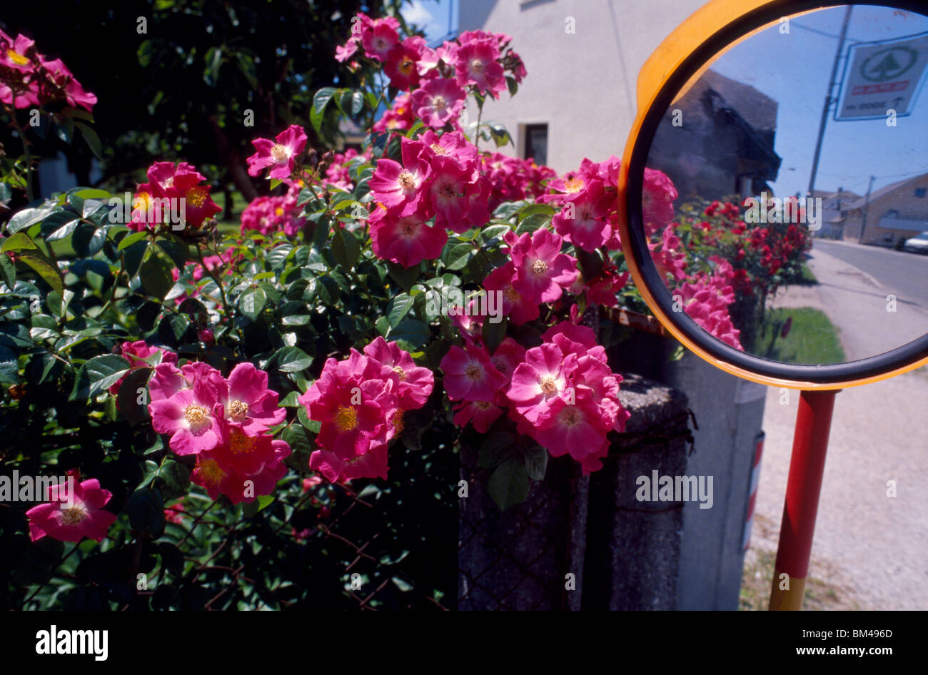 Slovenia, 15 June 2009 -- Reflection of flowers in traffic mirror in a village near 'Lesce-Bled' train station. Stock Photo