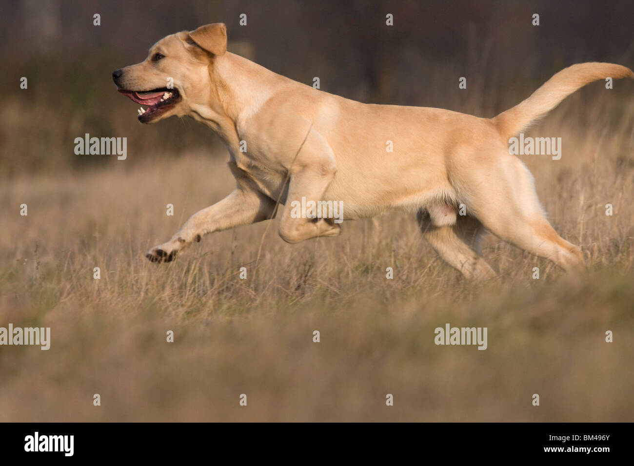 running Labrador Retriever Stock Photo Alamy