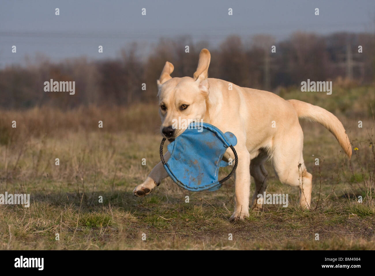 Labradane Running running Labrador Retriever Stock Photo - Alamy