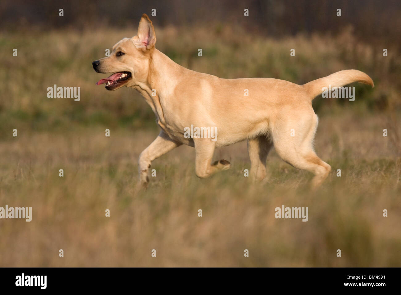running Labrador Retriever Stock Photo Alamy