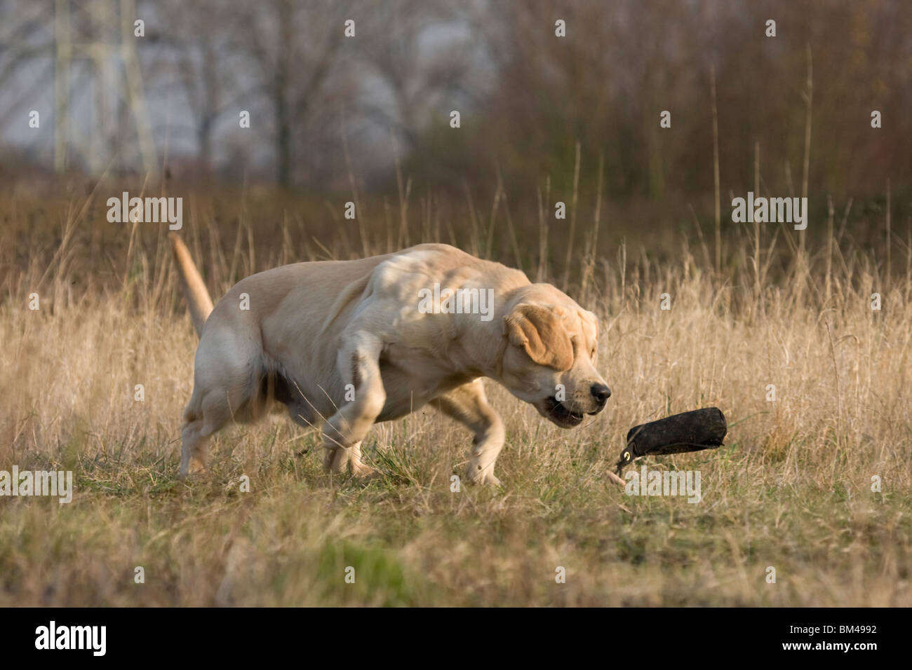 Labradane Running running Labrador Retriever Stock Photo - Alamy