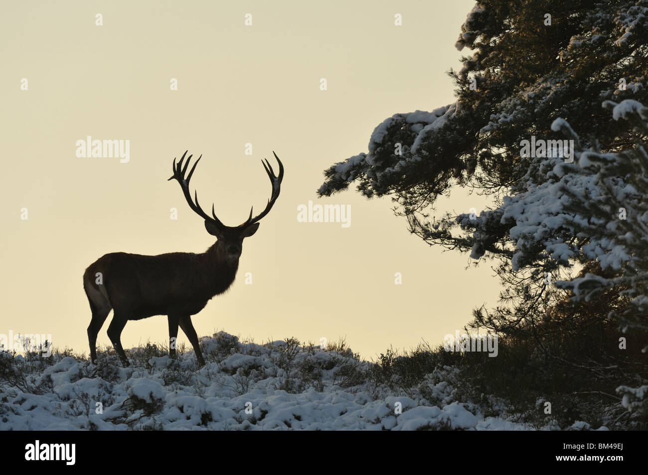 Red Deer (Cervus elaphus). Alert male in snow covered heathland. Stock Photo