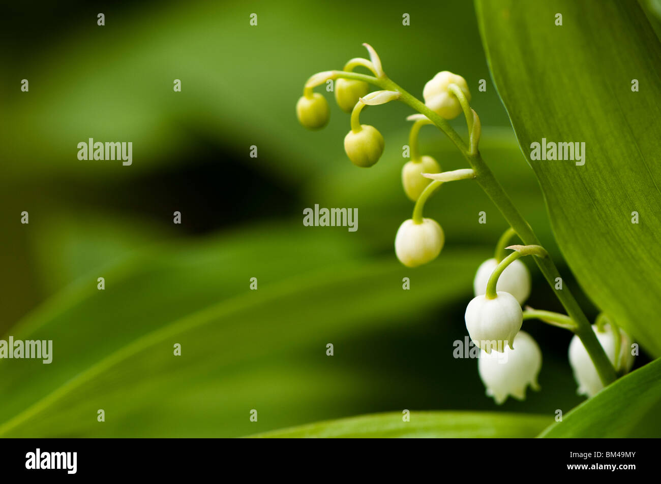 Close up of a Lily of the Valley, Convallaria majalis, in flower Stock Photo