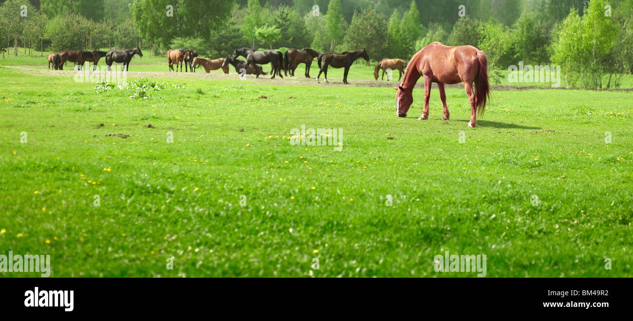 Horses on a meadow in a sunny day Stock Photo - Alamy