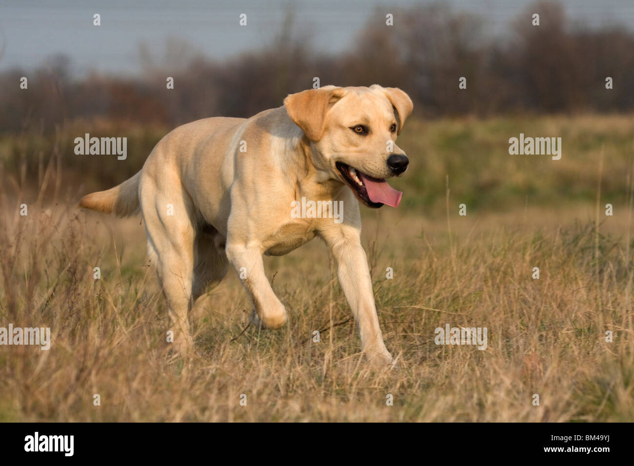 running Labrador Retriever Stock Photo Alamy