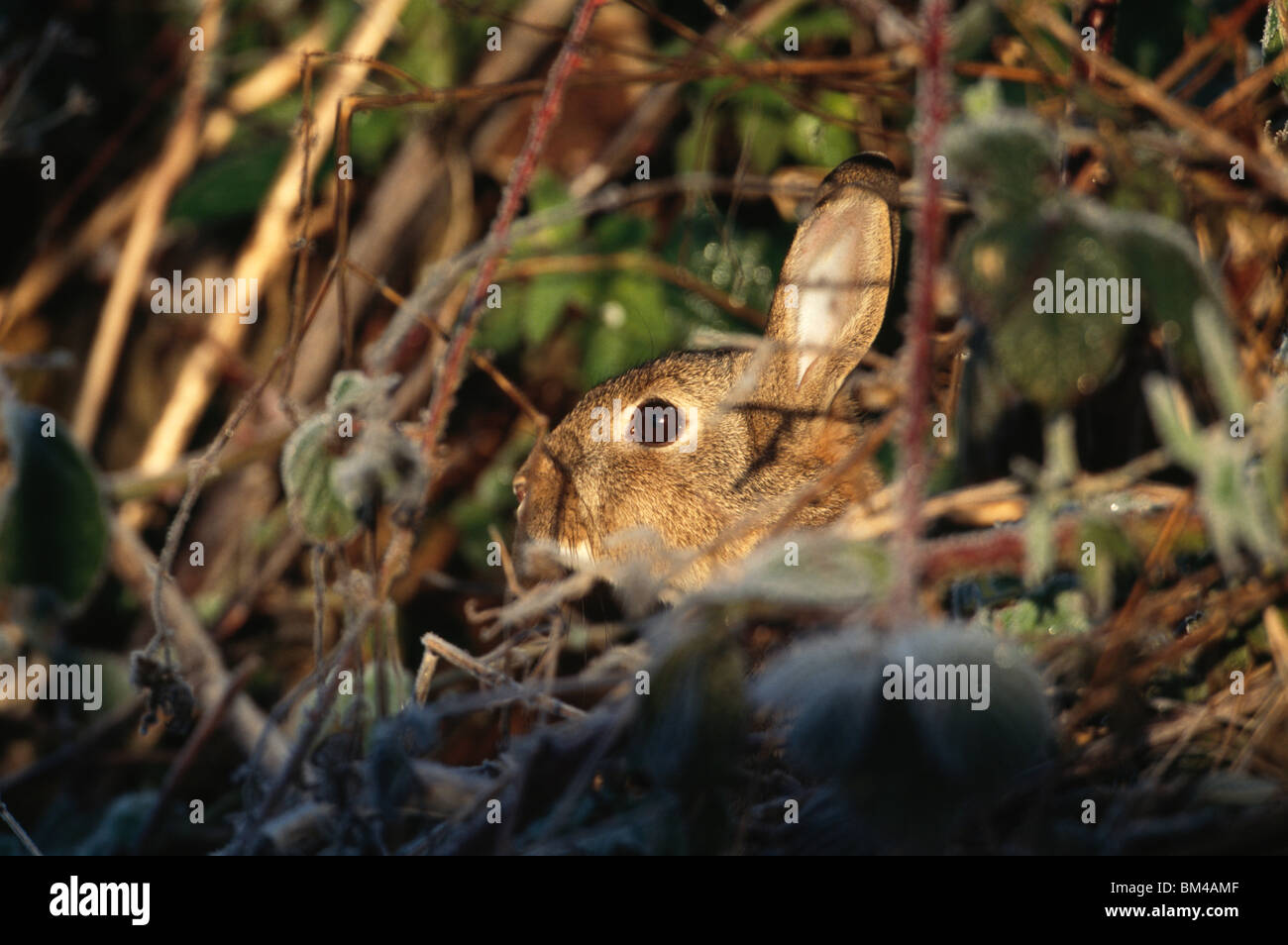 Rabbit in cover of undergrowth Stock Photo - Alamy