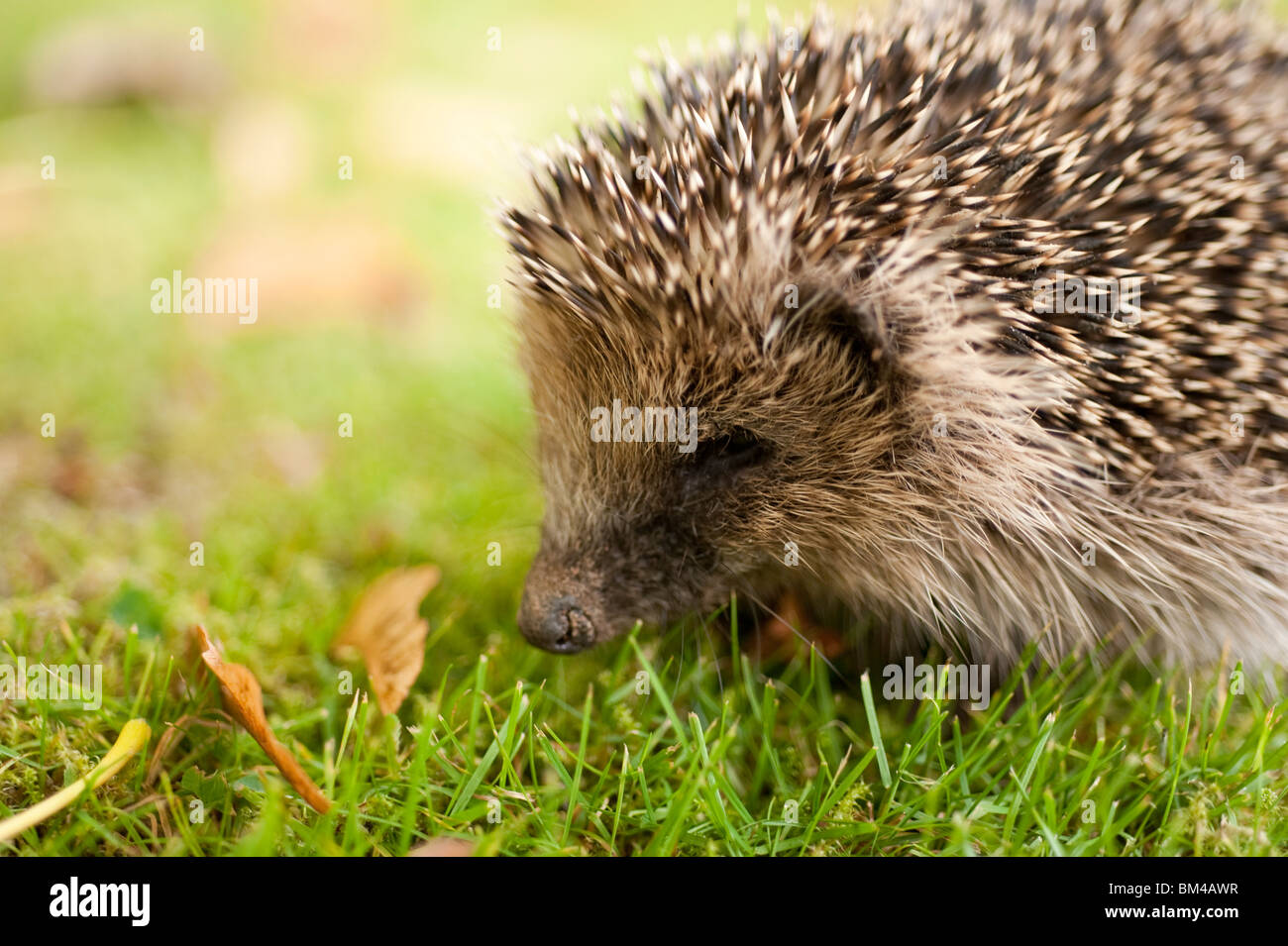 Baby hedgehog eating grass 4 days old Stock Photo Alamy