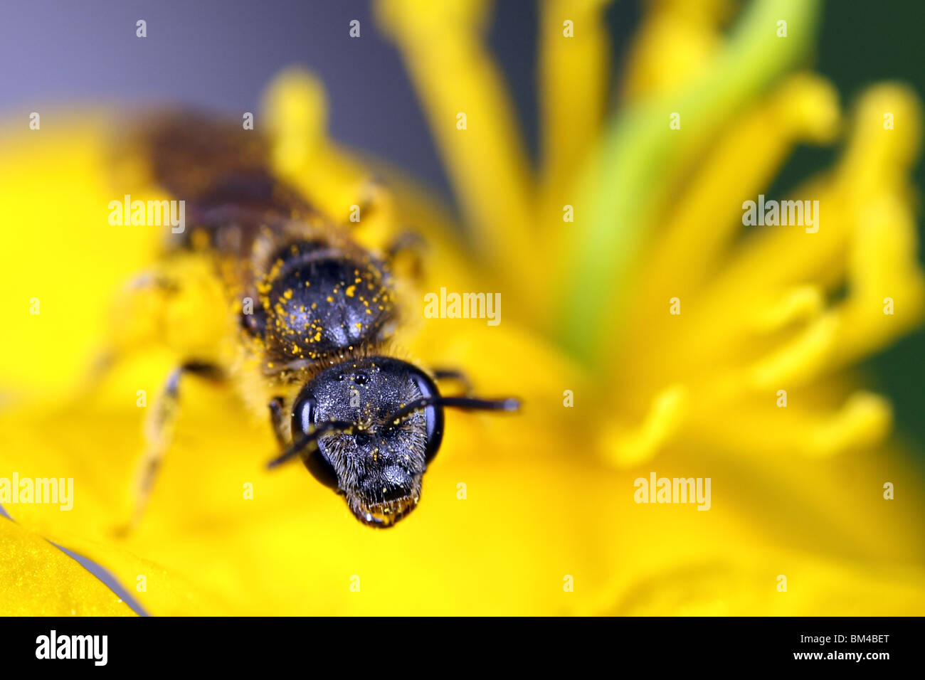 Macro insects on yellow flower hi-res stock photography and images - Alamy