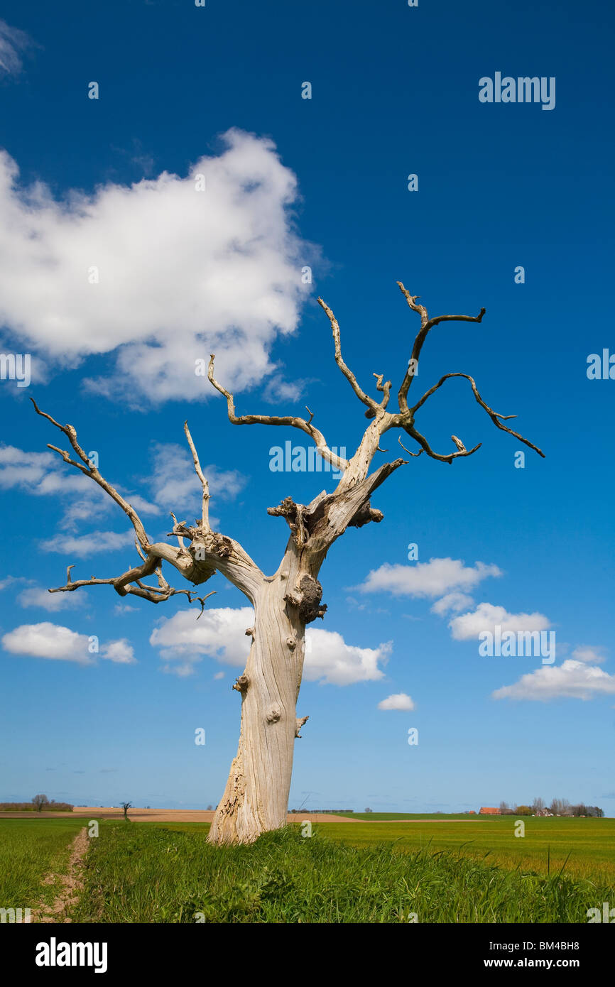 Lone dead tree Stock Photo - Alamy