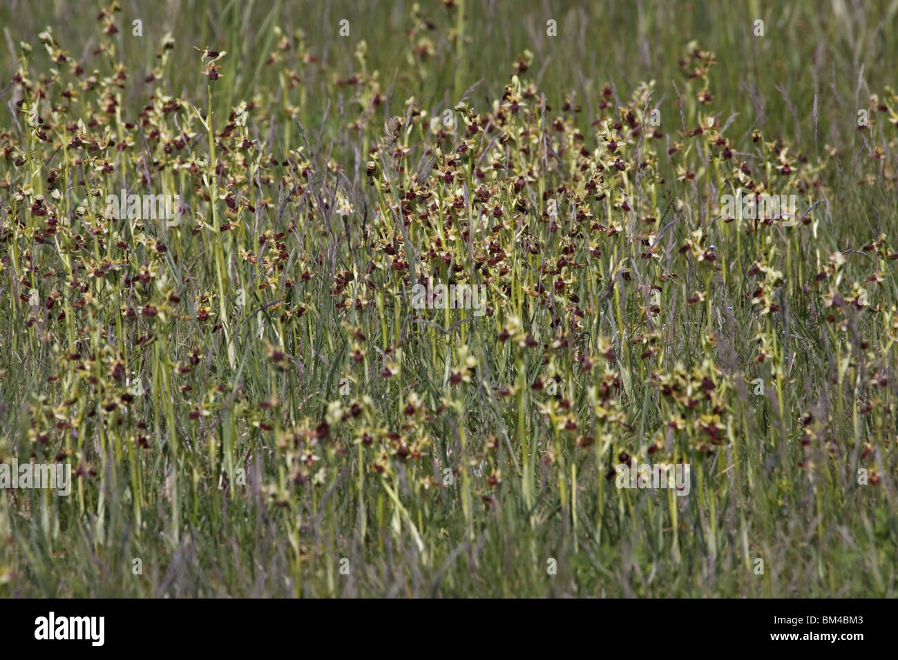 Spinnenragwurz, Ragwurz, Orchidee, ophrys, sphegodes, Early, Spider, Orchid Stock Photo